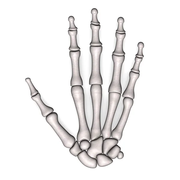 Ossos da mão — Fotografia de Stock