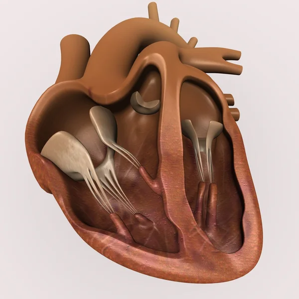 Человеческое сердце — стоковое фото