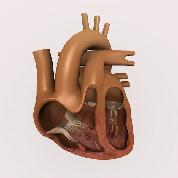 Lidské srdce — Stock fotografie
