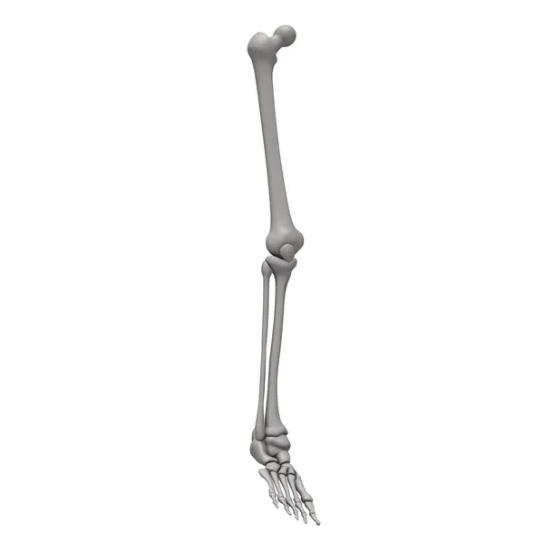 Bacak kemikleri — Stok fotoğraf