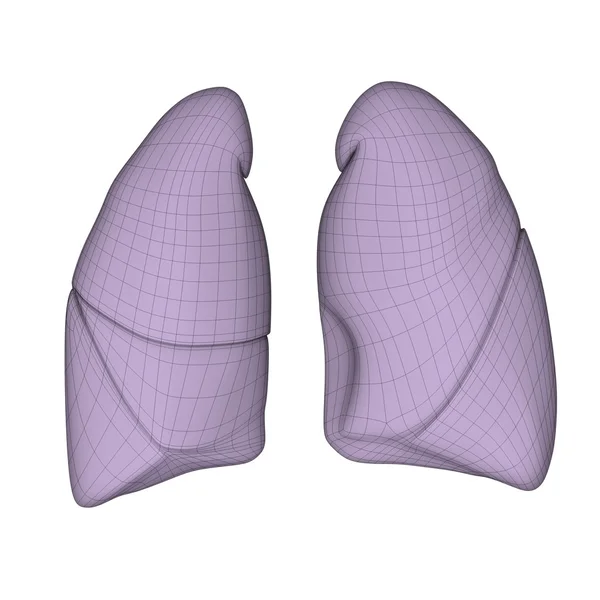 Ludzkich płuc — Zdjęcie stockowe