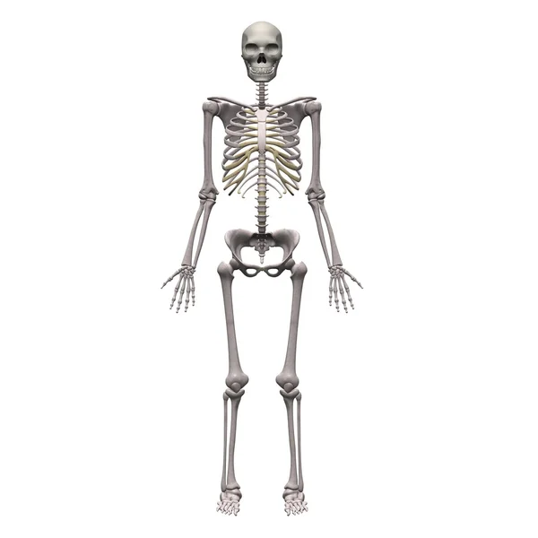 男性骨架 — 图库照片