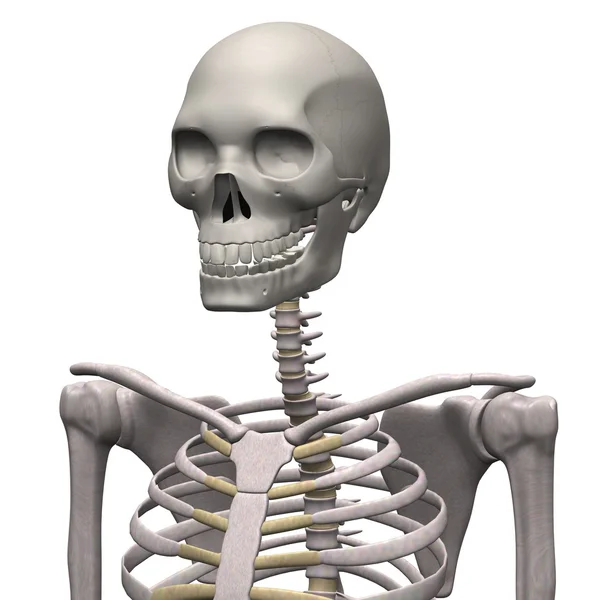 Esqueleto masculino — Fotografia de Stock