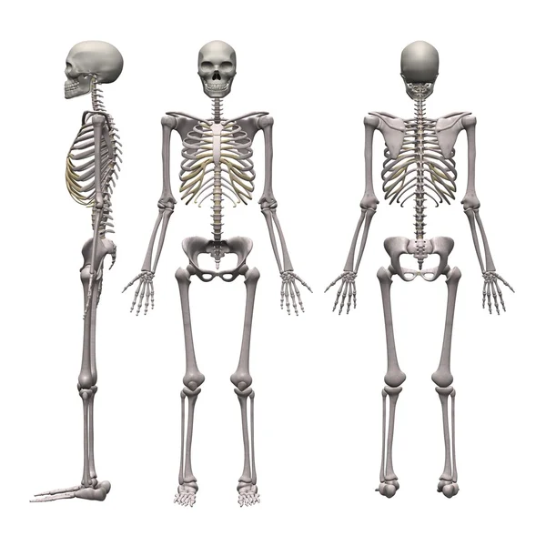 男性骨架 — 图库照片