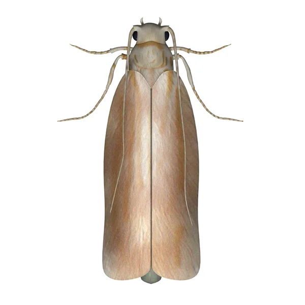 Clothes moth — Stock Photo, Image