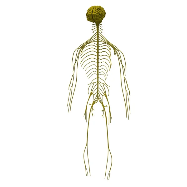 神经紧张系统 — 图库照片