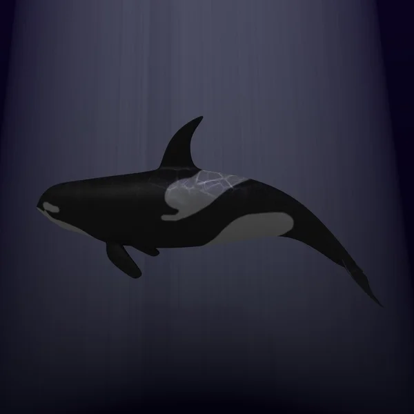 Velryba orca — Stock fotografie