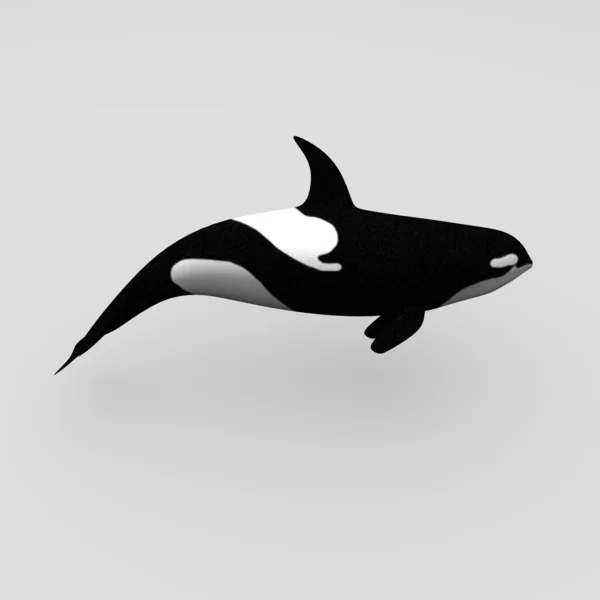 Baleia-comum — Fotografia de Stock