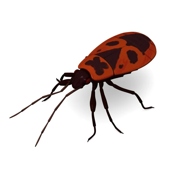 Pyrrhocoris 翅大头粪金龟 — 图库照片