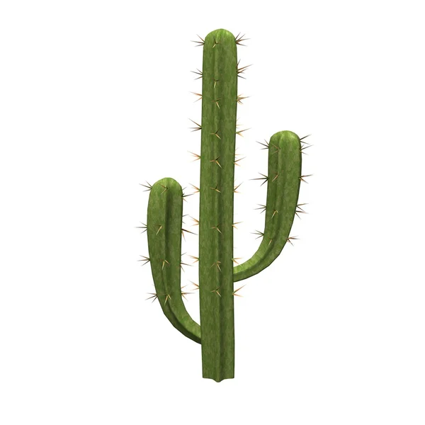 Saguaro — Stok Foto