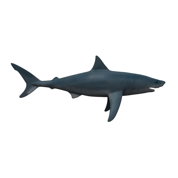 Rekin — Zdjęcie stockowe