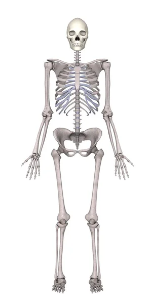 Vrouwelijke skelet — Stockfoto