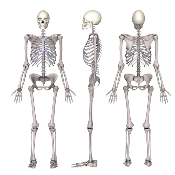 Esqueleto feminino — Fotografia de Stock