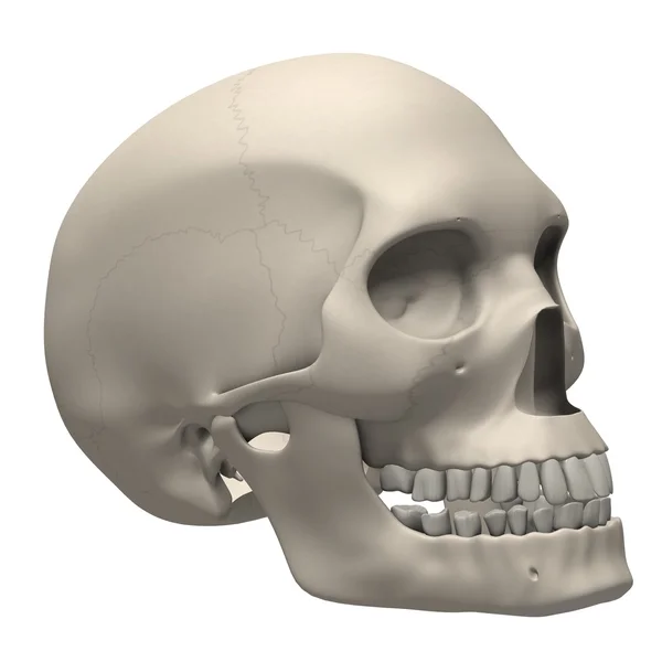 Ludzkiej czaszki — Zdjęcie stockowe