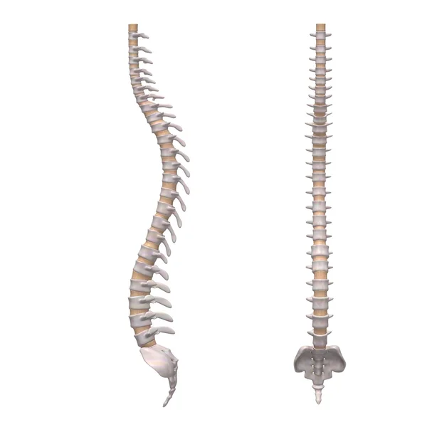 Columna vertebral humana —  Fotos de Stock