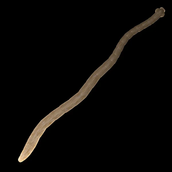 Ленточный червь — стоковое фото