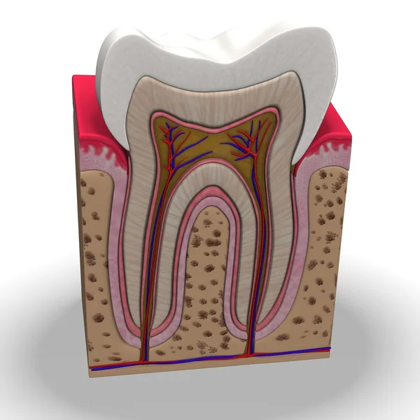 牙齿解剖 — 图库照片