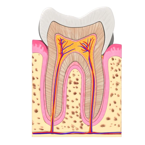 Tänder anatomi — Stockfoto