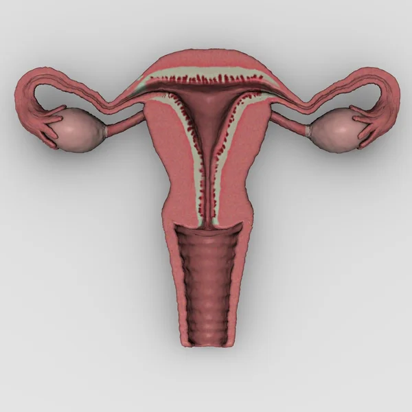 Kvinnliga livmodern — Stockfoto