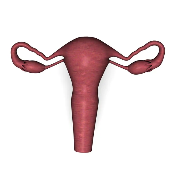 Utérus féminin — Photo