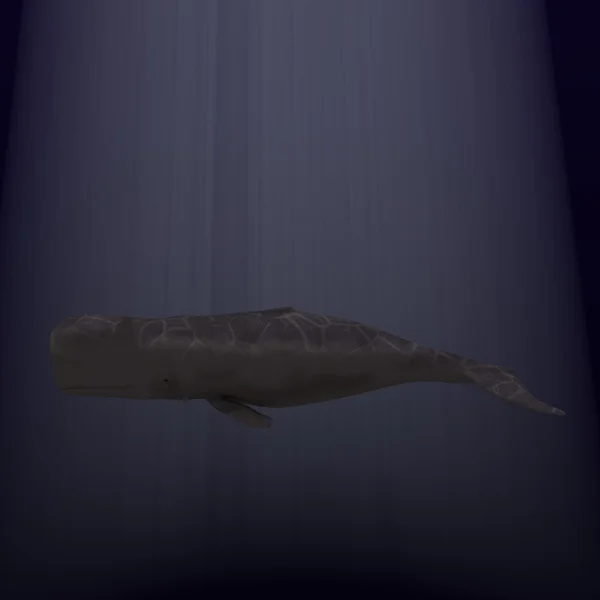Wieloryb — Zdjęcie stockowe