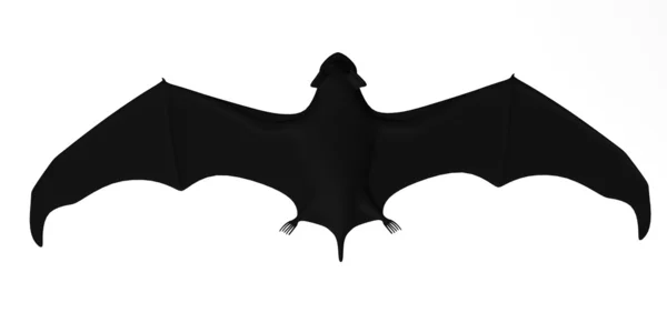 蝙蝠的动物 — 图库照片