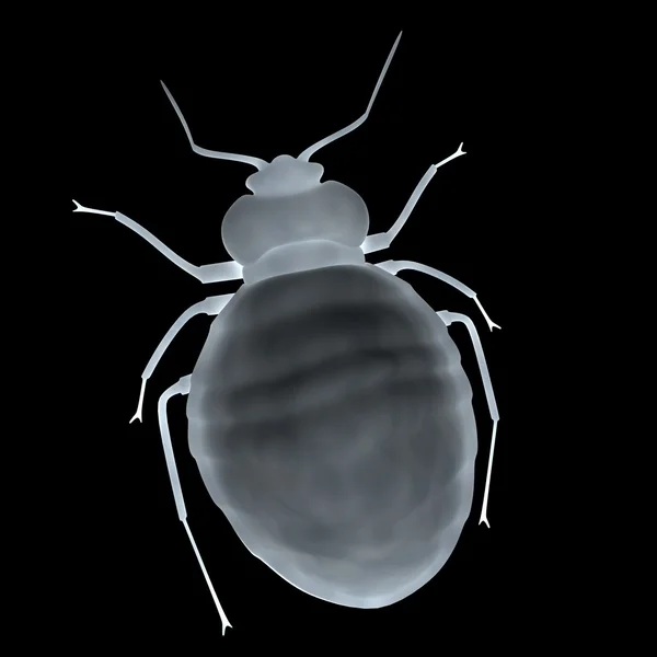 Bedbug — Stock fotografie