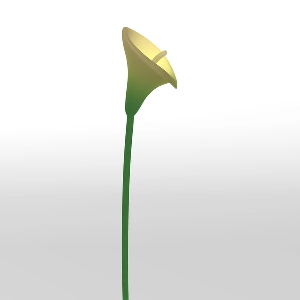 Calla lilia — Zdjęcie stockowe