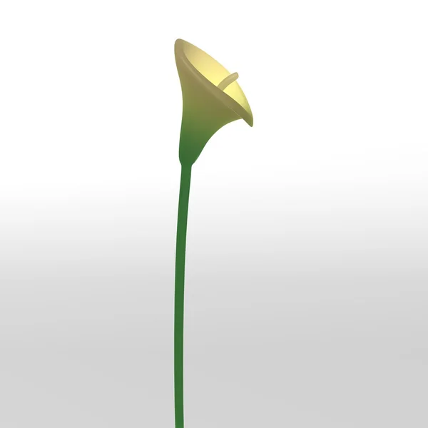 Calla Lily vagyok. — Stock Fotó