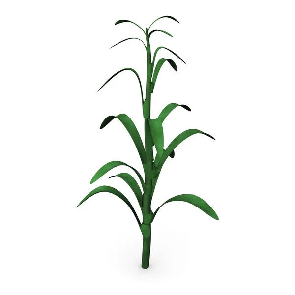 Стебло кукурудзи — стокове фото