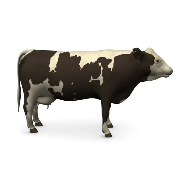 Kobiece krowa — Zdjęcie stockowe