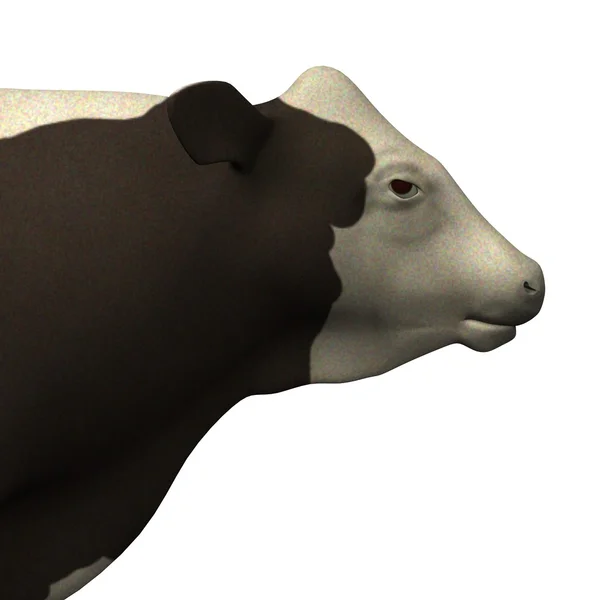 Vaca hembra — Foto de Stock