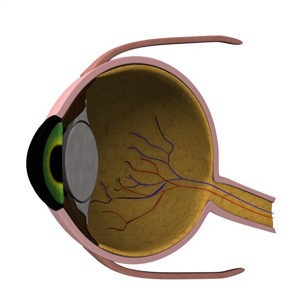Eye section