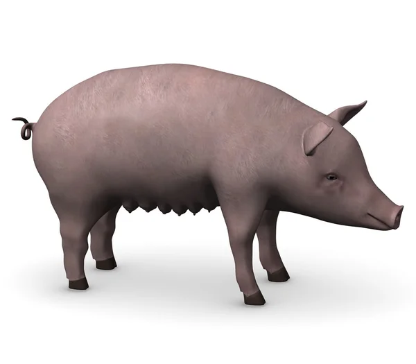 Swine — Stock Photo, Image