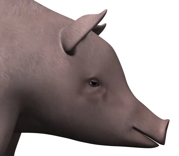 Świnie — Zdjęcie stockowe