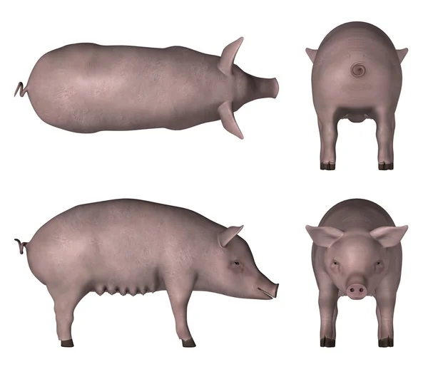 豚 — ストック写真