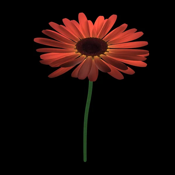 Flor de Gerbera — Foto de Stock