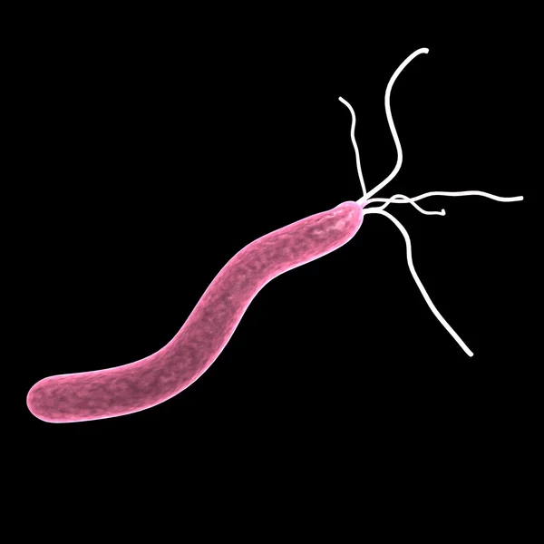 Helicobacter — Stok fotoğraf