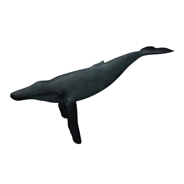 Knölvalar — Stockfoto