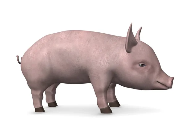 Мало свиня — стокове фото