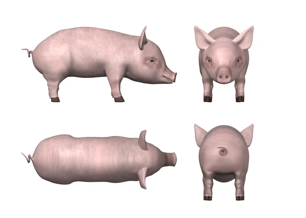 Little pig — Stock Photo, Image