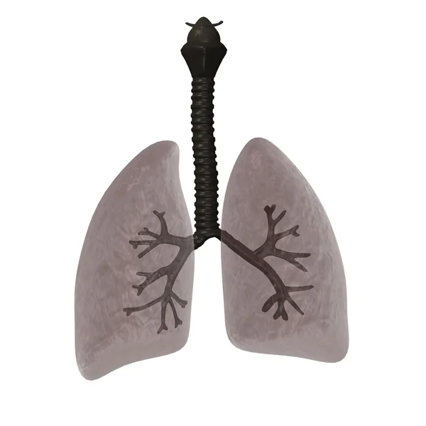 Lungen — Stockfoto