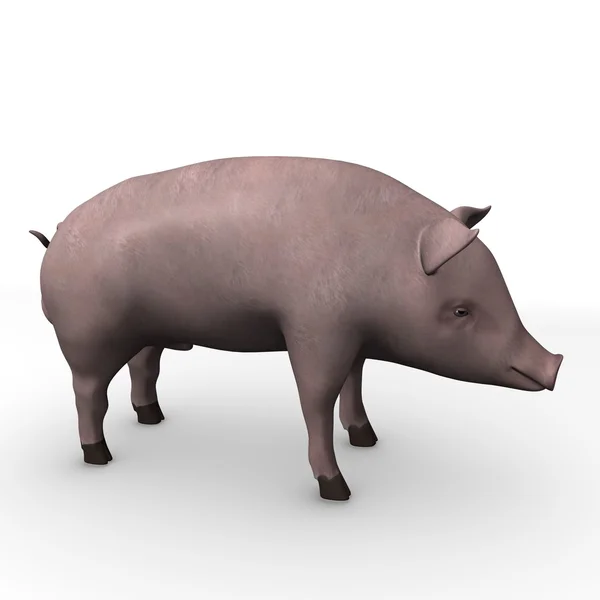 Мужская свинья — стоковое фото