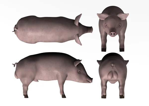Erkek domuz — Stok fotoğraf