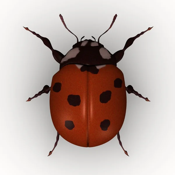 Lady Bug. Imagen de stock