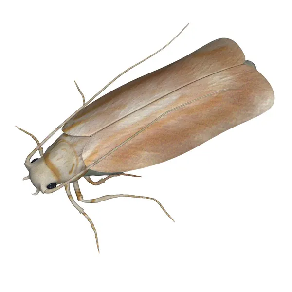 Kleren moth Stockfoto