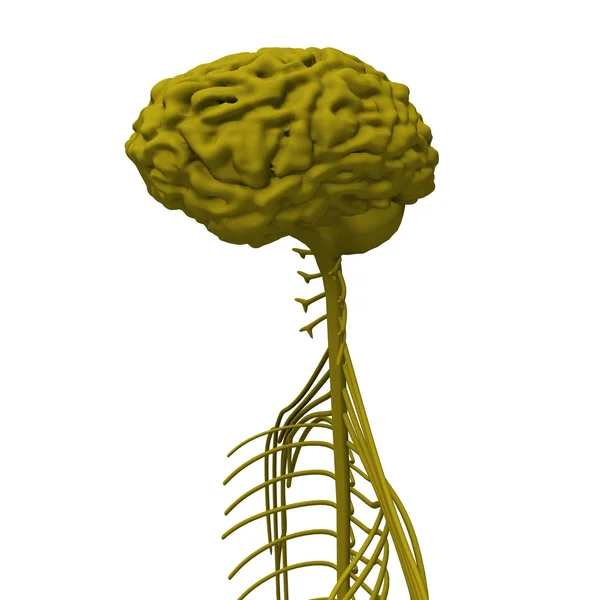 神经紧张系统 图库图片