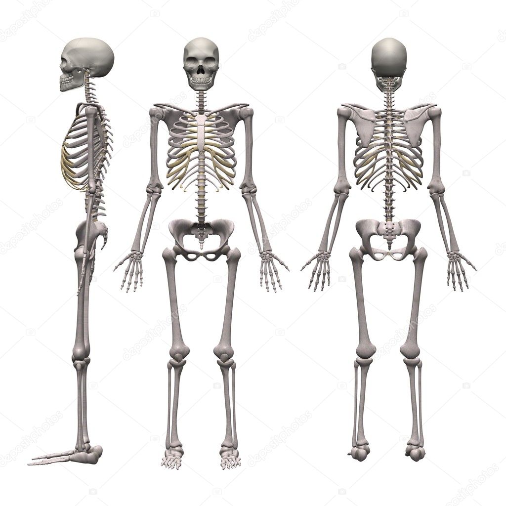Male skeleton