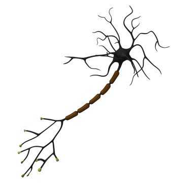 Neuron clipart