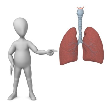 Lungs clipart